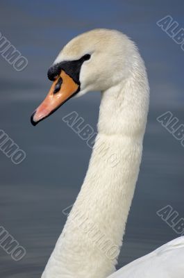 Swan