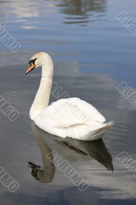 Swan