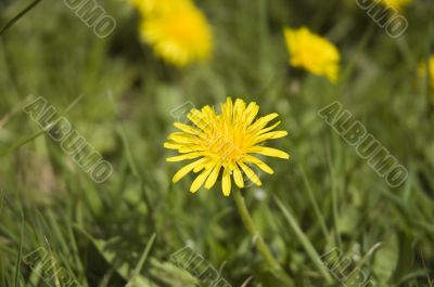 Dandelion