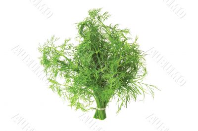 Bunch of fennel