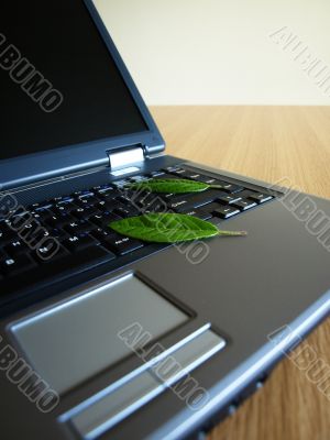 two leafs on laptop