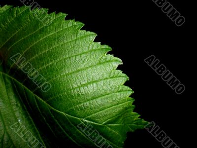 Green leaf