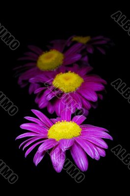 Purple chamomiles on black background