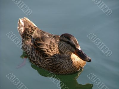 Duck And It`s Reflection