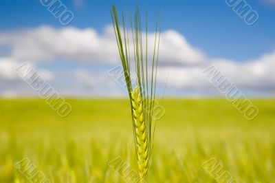 Wheat
