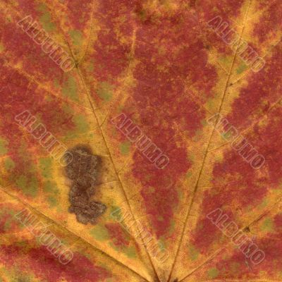 vivid autumnal colors vivid autumnal colors