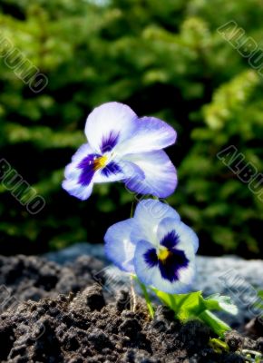 Saturated Pansy