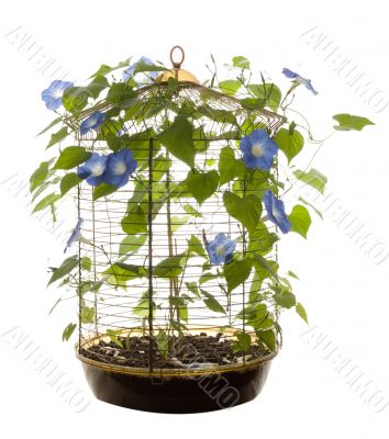 Isolated Morning Glory Isolated Morning Glory
