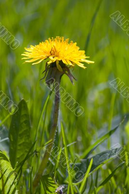 Single Dandelion