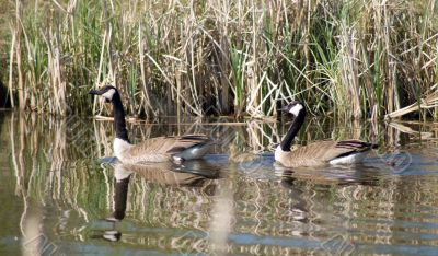 Canada Geese Family