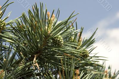 branch of pine-tree