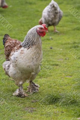Rooster Rooster