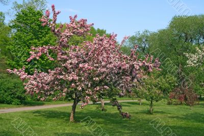 Beautiful blooming pink tree
