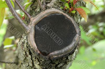 Closeup of a cut tree branch