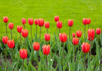 Red tulips