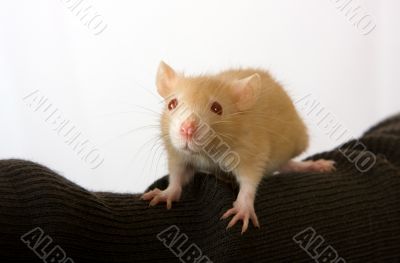 Portrait of a young rat
