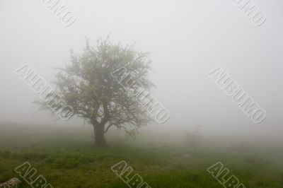Lonely tree in a fog