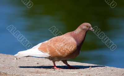 brown pigeon
