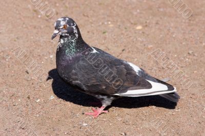 pigeon