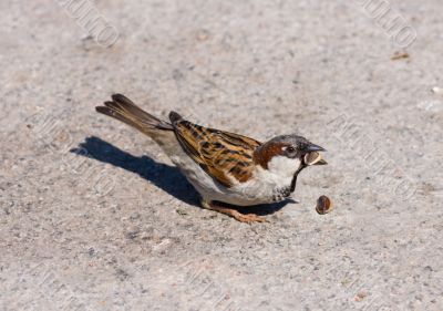 sparrow