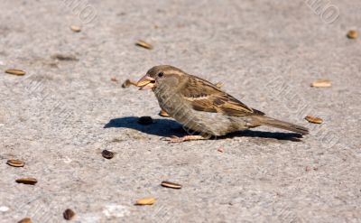 sparrow eats sunflower