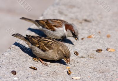 two sparrow eats sunflower seeds