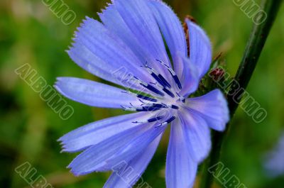 Macro Photography Macro Photography