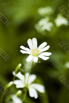 white beautiful flower