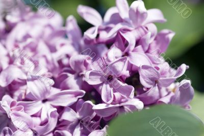 lilac blossoms.