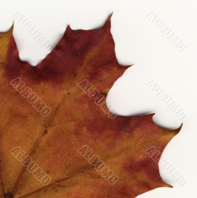 vivid autumnal colors vivid autumnal colors