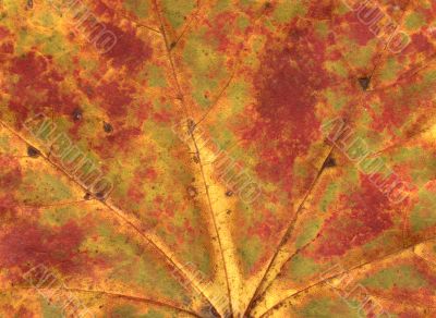 vivid autumnal colors vivid autumnal colors