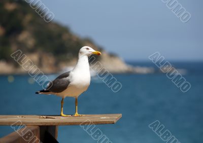 Seagull