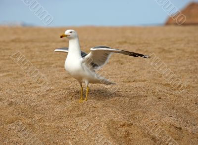 Seagull