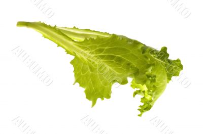 fresh vegetables - green leaf lettuce
