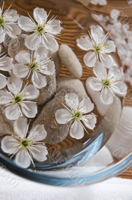 white wellness products