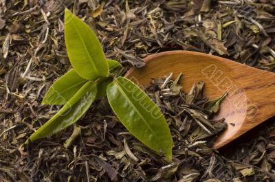fresh and dried green tea