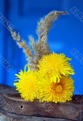 yellow flowers dandelions  on the piece of wood on a background