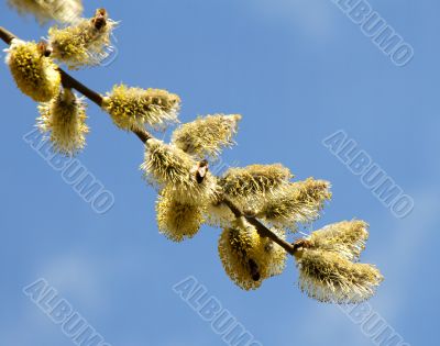 Yyellow flowering pussy-willow with bees