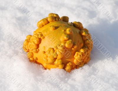 Decorative orange pumpkin on the snow