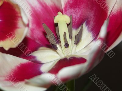 flower of a tulip close up