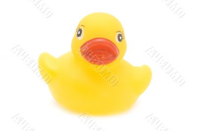 duck toy