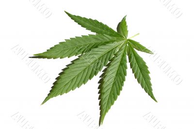 Cannabis