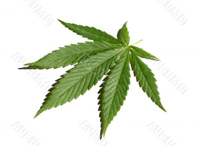 Cannabis