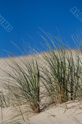 Beach Grass in sand dunes