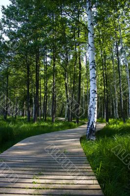 Wooden nature trail