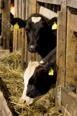 Cows in feeding place