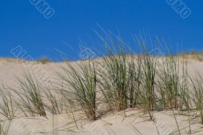 Beach Grass in sand dunes