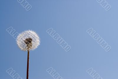 Dandelion Seeds