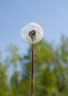 Blowball