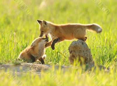 Fox kits playing